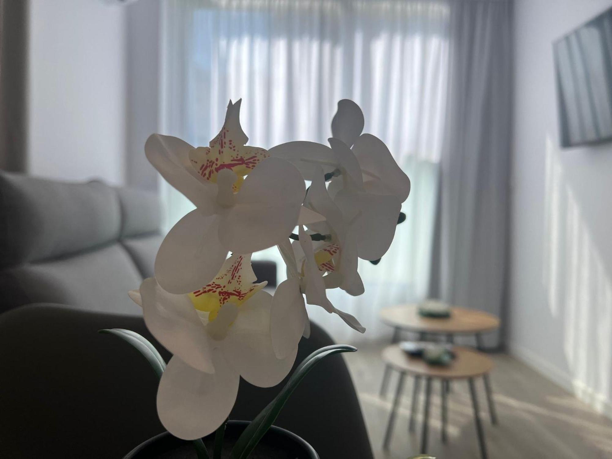 Apartamentos Aurea Pal 8 Y Gran Atenea Esperanto 5 Benidorm Zewnętrze zdjęcie